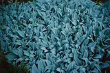 Lambs Ears (for Parkett no. 57) by Nan Goldin, 1999, Chromogenic print, offered Apr 2022