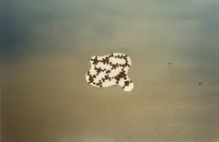 Richard Deacon, La Plata No 1, 2000, Unique chromogenic print with ink and paper cutout