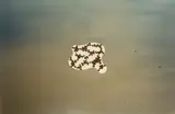 Richard Deacon, La Plata No 1, 2000, Unique chromogenic print with ink and paper cutout