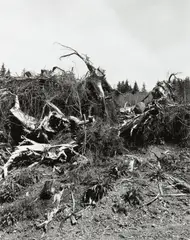 Clatsop County, Oregon by Robert Adams, 1999, Gelatin silver print, printed 2003, offered Oct 2022