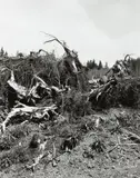 Robert Adams, Clatsop County, Oregon