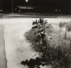 Longmont, Colorado by Robert Adams, 1980, Gelatin silver print, printed 1990, sold Oct 2022
