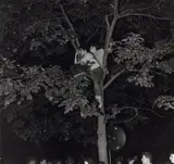 Weegee, Untitled (boys in trees)