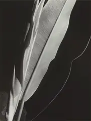 Rubber Plant by Imogen Cunningham, 1929, Gelatin silver print, printed later, offered Oct 2022