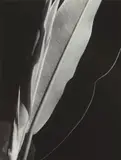 Imogen Cunningham, Rubber Plant, 1929, Gelatin silver print, printed later