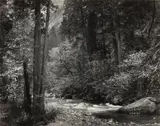 Tenaya Creek, Dogwood, Rain, Yosemite National Park, California by Ansel Adams, 1948, Gelatin silver print from Portfolio Three: Yosemite Valley , printed 1959, sold Oct 2022
