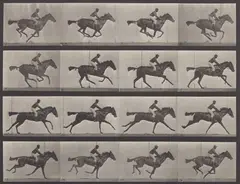 Eadweard Muybridge, Motion Study, Horse and Rider, 1880s, Collotype, Plate 626 from Animal Locomotion: An Electro-Photographic Investigation of Consecutive Phases of Animal Movements