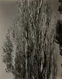 Alfred Stieglitz, Poplars, Lake George