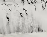 Minor White, Ice and Twigs, Stony Brook State Park, New York