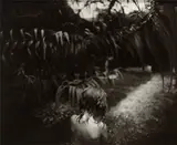 Sally Mann, Arundo Donax, 1988, Gelatin silver print, flush-mounted