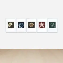 Robert Mapplethorpe, Selected Images of Flowers: Blue Rose, Sepia Orchid, Green Amaryllis, Green Poppy, and Dark Sepia Rose, 1987, Five toned photogravures