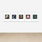 Robert Mapplethorpe, Selected Images of Flowers: Blue Rose, Sepia Orchid, Green Amaryllis, Green Poppy, and Dark Sepia Rose, 1987, Five toned photogravures