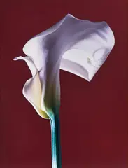 Calla Lily by Robert Mapplethorpe, 1988, Dye transfer print, sold Oct 2022
