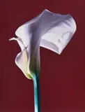 Calla Lily by Robert Mapplethorpe, 1988, Dye transfer print, sold Oct 2022