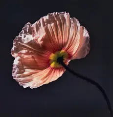 Robert Mapplethorpe, Poppy, 1988, Dye transfer print