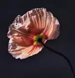 Robert Mapplethorpe, Poppy, 1988, Dye transfer print