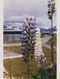 Wolfgang Tillmans, Ushuaia Lupine (a)