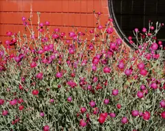 Jeff Wall, Flowering Plant, 2012, Chromogenic print