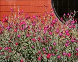 Jeff Wall, Flowering Plant, 2012, Chromogenic print