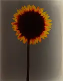Adam Fuss, Untitled