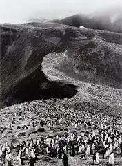 Chinstrap Penguins (Pygoscelis Antartica), Deception Island, Antarctica by Sebastião Salgado, 2005, Gelatin silver print, sold Oct 2022