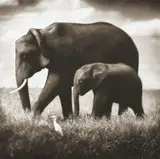 Elephant Mother and Baby Walking in Tandem, Maasai Mara by Nick Brandt, 2003, Pigment print, sold Oct 2022