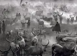 Sebastião Salgado, Dinka Cattle Camp of Amak, Southern Sudan, 2006, Gelatin silver print, printed later