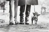 Elliott Erwitt, New York City