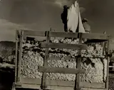 Dorothea Lange, Migratory Cotton Pickers, Eloy, Arizona