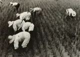 Field Workers, Korea by Dorothea Lange, 1958, Gelatin silver print, sold Oct 2022