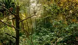 Donna Ong, My Forest Has No Name (xxxiv), 2014, Diasec print