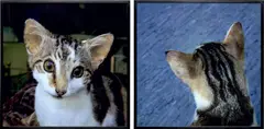 Untitled (Kitty Cat) by Roni Horn, 2000, chromogenic print on polyester mounted to aluminum, diptych, sold Mar 2021