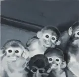 Wilhelm Sasnal, Untitled (Group of Monkeys)
