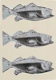 Fish (F. & S. IIIA.39) by Andy Warhol, 1983, Screenprint in colors, on wallpaper, with full margins, sold Apr 2021