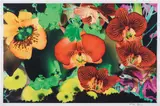 Marc Quinn, Untitled #3, from At the Far Edges of the Universe