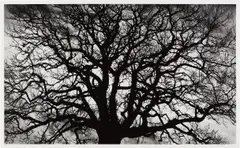 Robert Longo, Untitled (Tree), 2018, Archival pigment print, on wove paper, with full margins