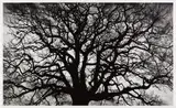 Robert Longo, Untitled (Tree), 2018, Archival pigment print, on wove paper, with full margins