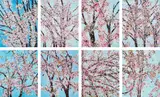 The Virtues (H. 9) by Damien Hirst, 2021, The complete series of eight laminated giclée prints in colors, flush-mounted to aluminium with metal strainers on the r, sold Oct 2021