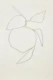 Tangerine (Manderine), from Suite of Plant Lithographs (A. 34) by Ellsworth Kelly, 1964-1965, Lithograph, on Rives BFK paper, with full margins, sold Oct 2021
