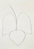String Bean Leaves I (Haricots Vert I), from Suite of Plant Lithographs (A. 48) by Ellsworth Kelly, 1965-1966, Lithograph, on Rives BFK paper, with full margins, sold Oct 2021