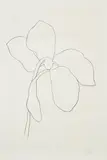 Cyclamen III, from Suite of Plant Lithographs (A. 38) by Ellsworth Kelly, 1964-1965, Lithograph, on Rives BFK paper, with full margins, sold Oct 2021