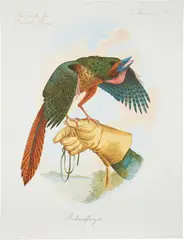 Walton Ford, New Tricks for Ancient Wings, 2001, Lithograph in colors, on Somerset Velvet paper, with full margins