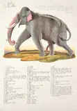 Walton Ford, Nila, 2000, Lithograph in colors, on Arches Cover paper, with full margins
