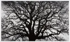 Robert Longo, Untitled (Tree), 2018, Archival pigment print, on wove paper, with full margins