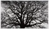 Robert Longo, Untitled (Tree), 2018, Archival pigment print, on wove paper, with full margins