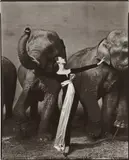 Richard Avedon, Dovima with elephants, Evening dress by Dior, Cirque d’Hiver, Paris, August