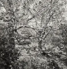 Highland Park, Rochester by Lee Friedlander, 1993, Gelatin silver print, sold Apr 2021