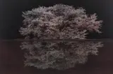 Ori Gersht, Against the Tide: Isolated from Chasing Good Fortune