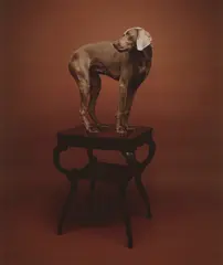 William Wegman, Stand, 1988, Pigment print, printed 2010