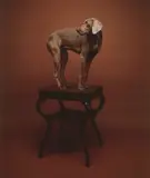 William Wegman, Stand